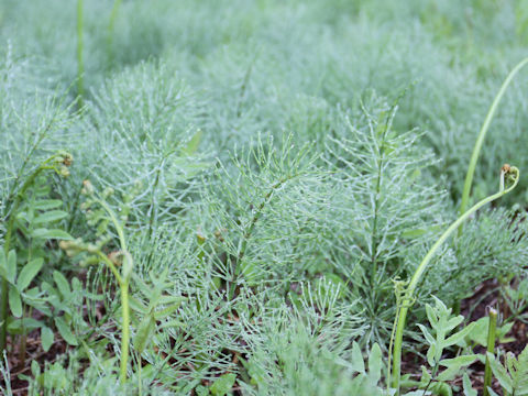 Equisetum arvense