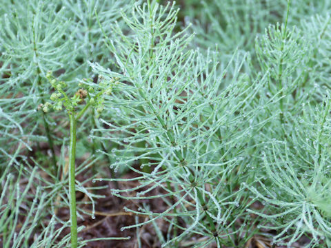 Equisetum arvense