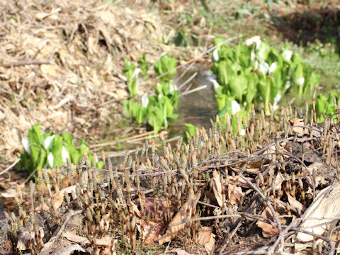 Equisetum arvense