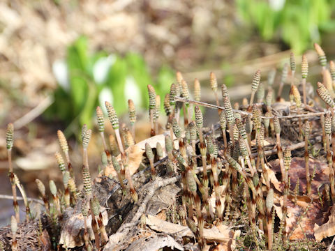 Equisetum arvense