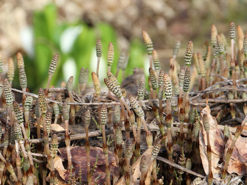 Equisetum arvense