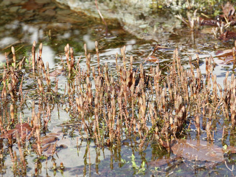 Equisetum arvense