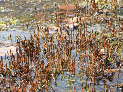 Equisetum arvense