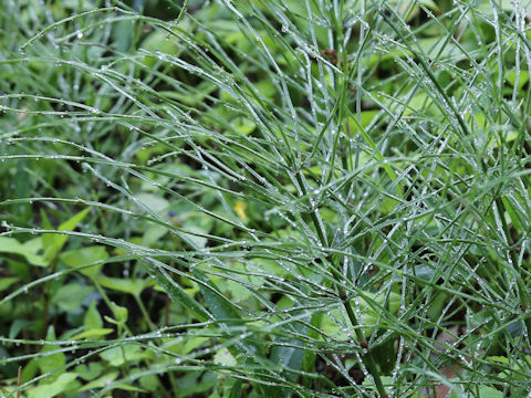 Equisetum arvense
