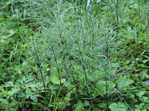 Equisetum arvense
