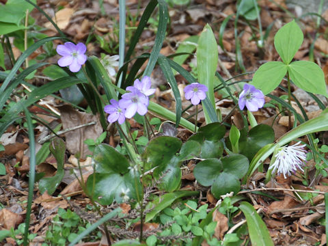 Hepatica nobilis var. japonica f. variegata