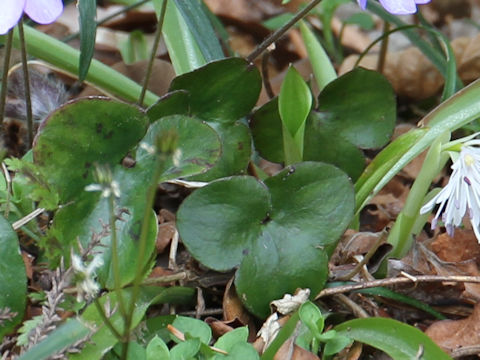 Hepatica nobilis var. japonica f. variegata