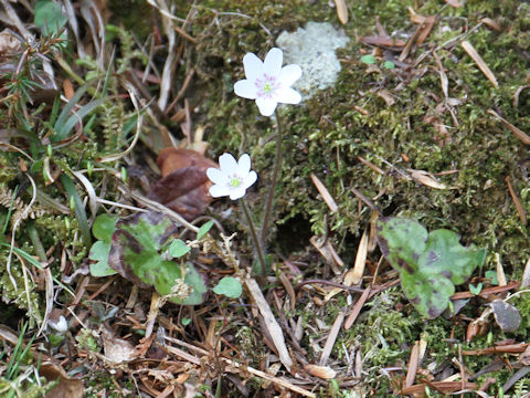 Hepatica nobilis var. japonica f. variegata