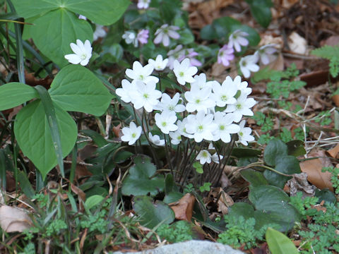 Hepatica nobilis var. japonica f. variegata