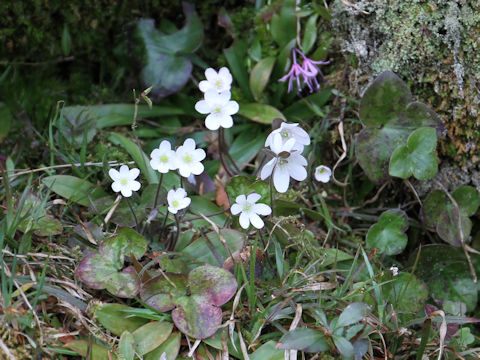 Hepatica nobilis var. japonica f. variegata