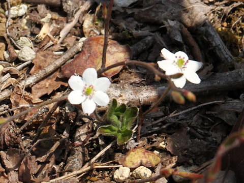 Hepatica nobilis var. japonica f. variegata