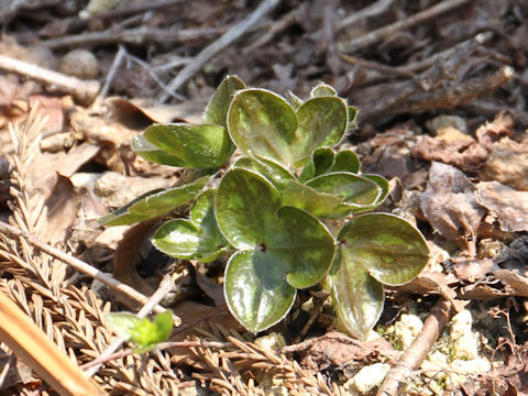 Hepatica nobilis var. japonica f. variegata