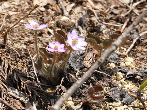 Hepatica nobilis var. japonica f. variegata