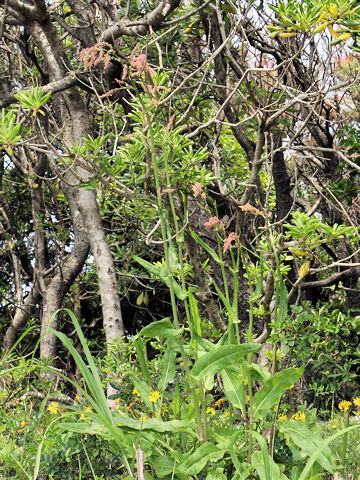 Rumex acetosa