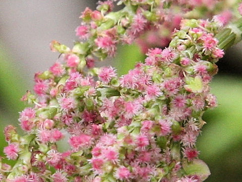 Rumex acetosa