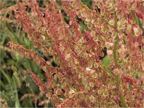 Rumex acetosa