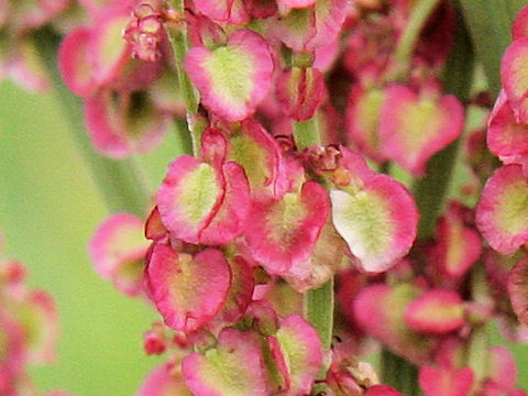 Rumex acetosa