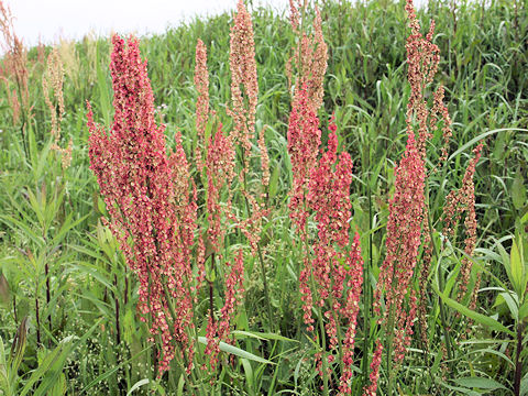 Rumex acetosa