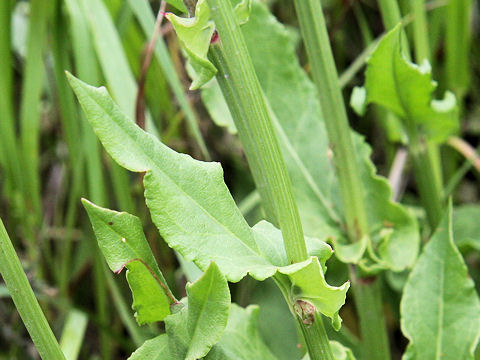 Rumex acetosa