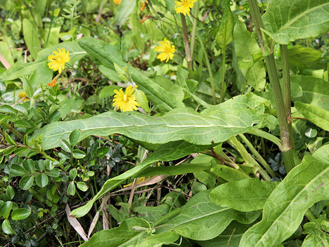 Rumex acetosa