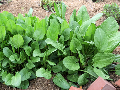 Rumex acetosa