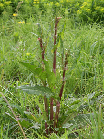 Rumex acetosa