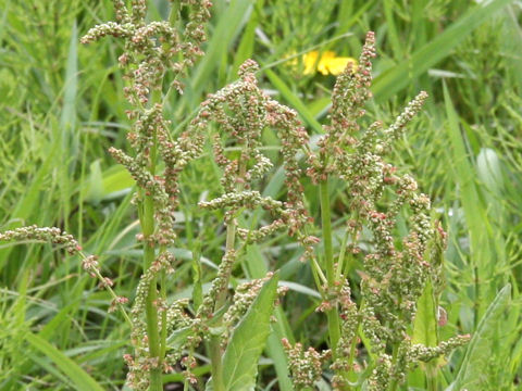 Rumex acetosa