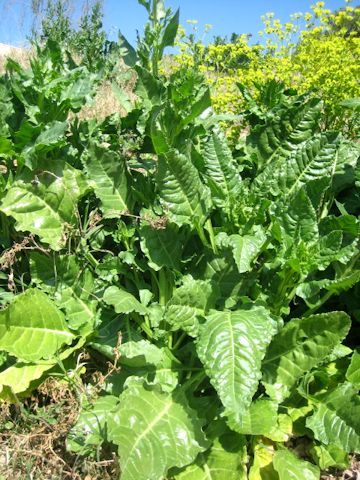 Rumex acetosa