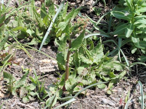 Rumex acetosa