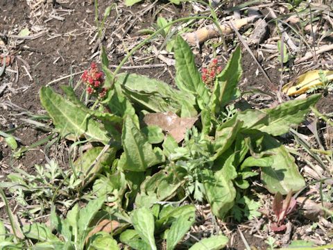 Rumex acetosa