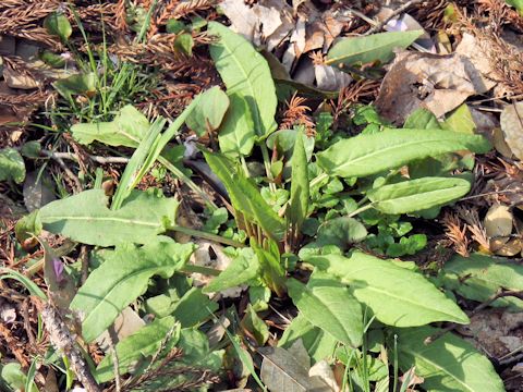 Rumex acetosa