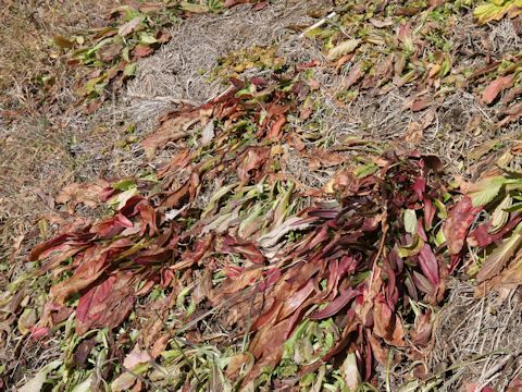 Rumex acetosa