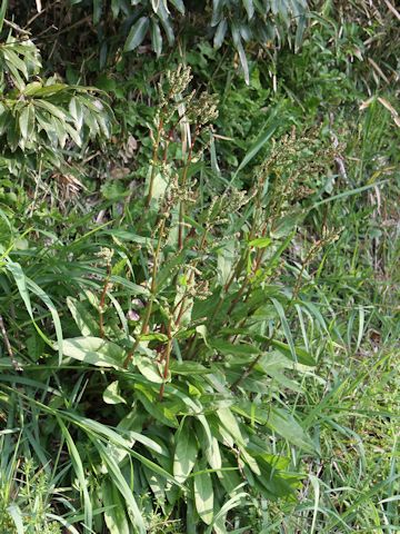 Rumex acetosa