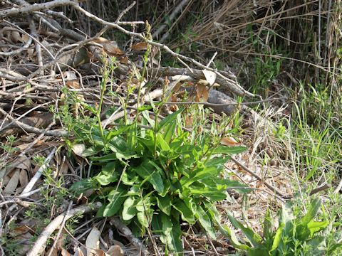 Rumex acetosa