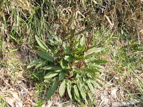 Rumex acetosa