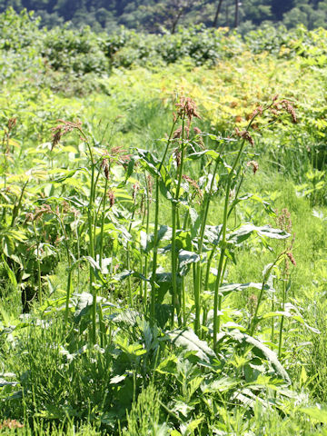 Rumex acetosa