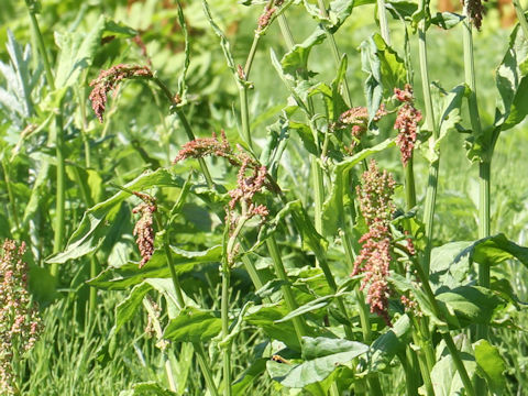 Rumex acetosa