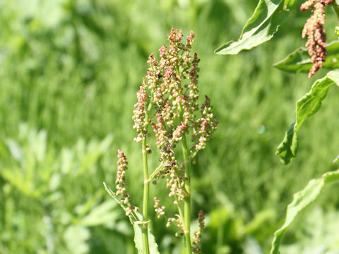 Rumex acetosa