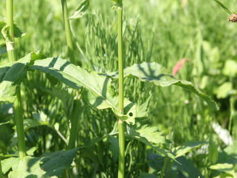 Rumex acetosa