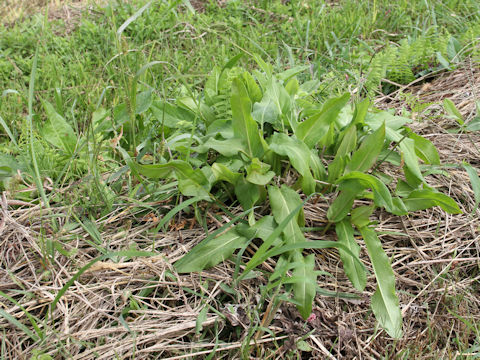 Rumex acetosa