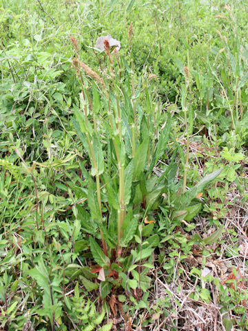 Rumex acetosa