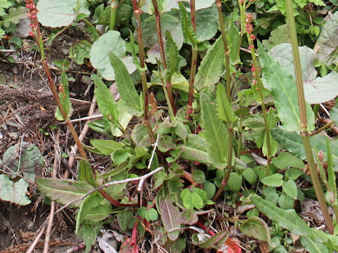 Rumex acetosa