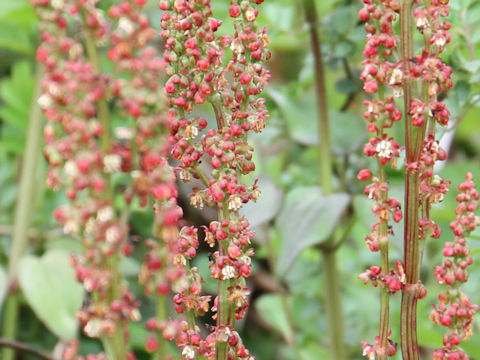 Rumex acetosa