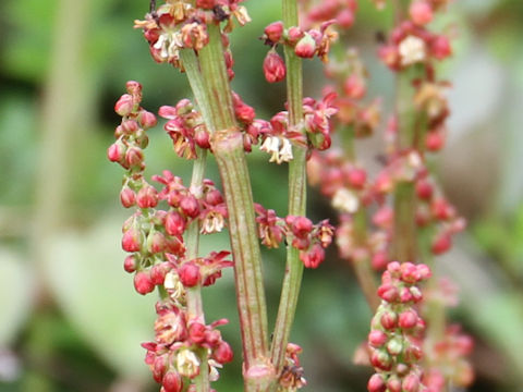 Rumex acetosa