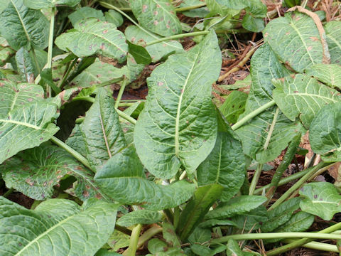 Rumex acetosa