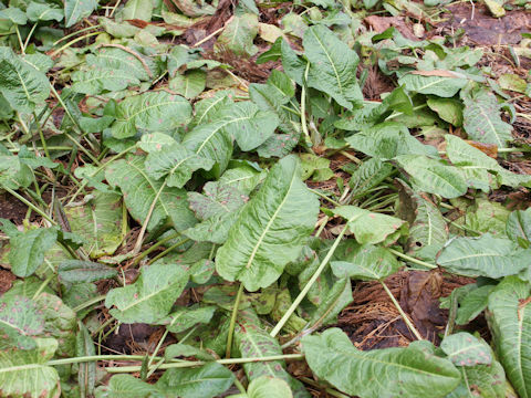 Rumex acetosa