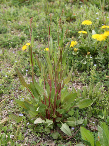 Rumex acetosa