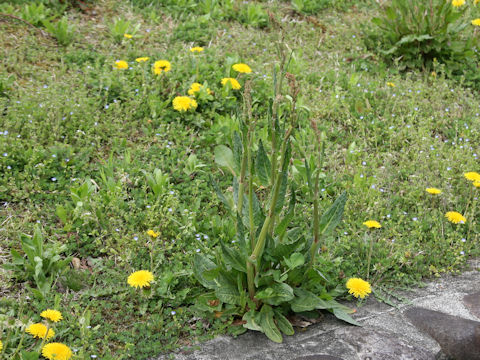 Rumex acetosa