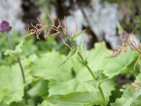 Rumex acetosa