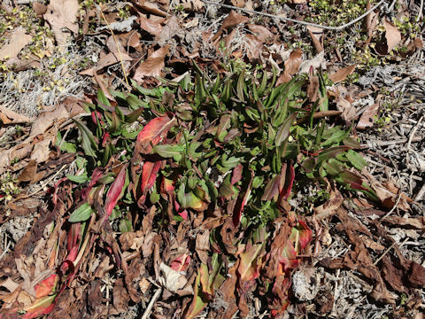 Rumex acetosa